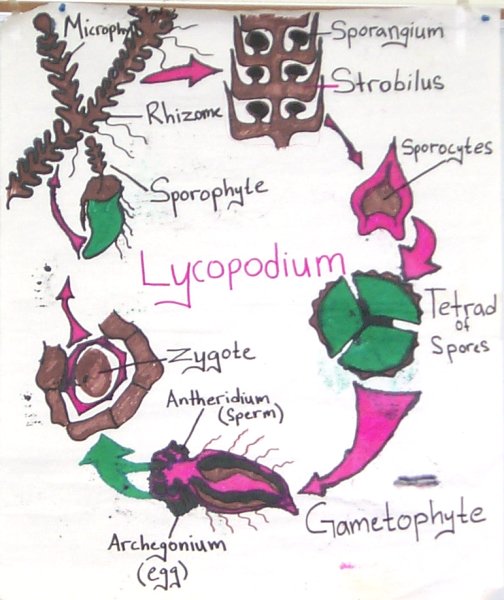 Lycopodium reproductive cycle