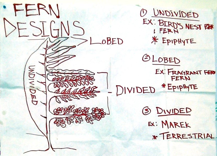 fern designs