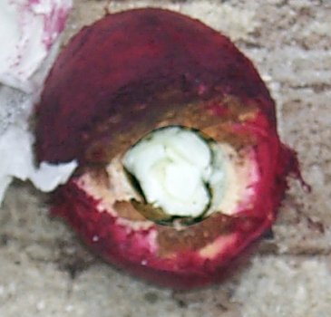 Terminalia carolenensis with nut detail enhanced