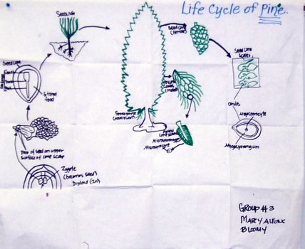 Conifer life cycle diagram