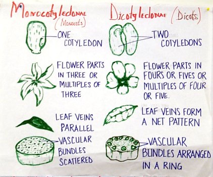 monocot and dicot differences