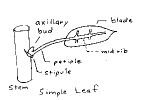 Leaf diagram