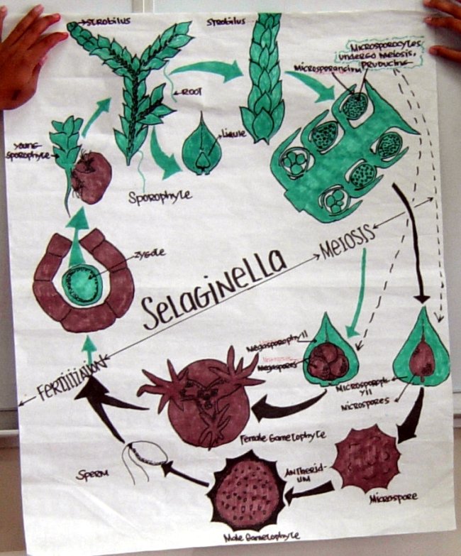 Selaginella life cycle