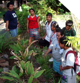 Toa explains the uses of turmeric and aloe to the students