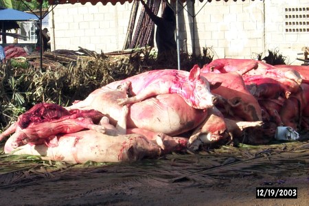 Sacrificial pigs